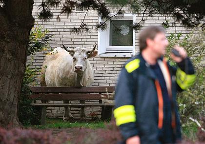 Police and firefighters pursue rampaging cow 