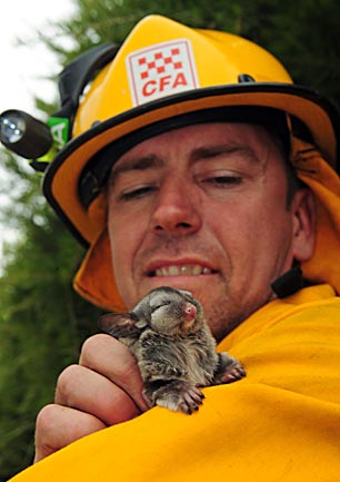 Darren Thompson with a baby sugar glider