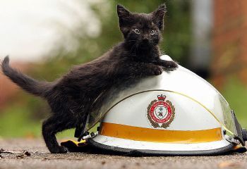 Kitten Rescued from Wall