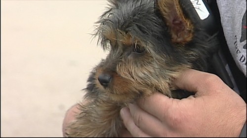 One of 17 Yorkies rescued from fire
