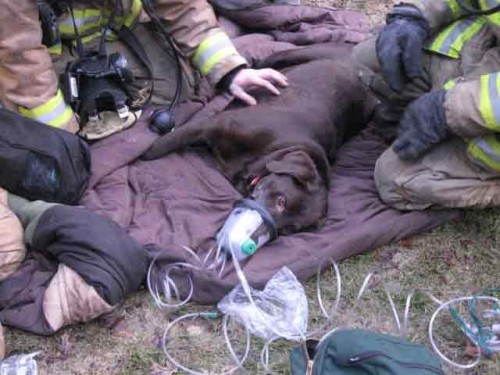 Spokane Valley Firefighters give oxygen to a Labrador
