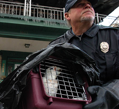 Bird Rescued from Fire