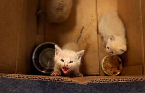 Kent Gwaltney pulled these kittens from the wall at his business