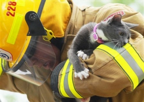 Cat Rescue