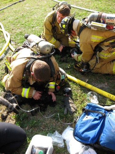 Dog Rescued with Mouth-to-Mouth
