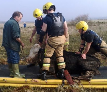 Barrow and Walney firefighters use extensive equipment to rescue a mired cow
