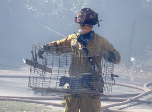 David Bass carries a puppy in a cage away from a brush fire 