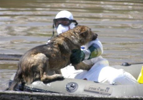 Aquatic rescue specialists retrieve dog
