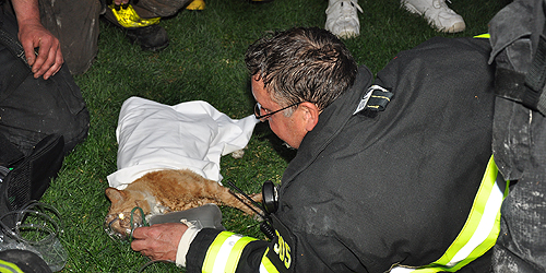 Sam saved with use of pet-sized oxygen mask