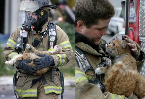 Cat Rescue