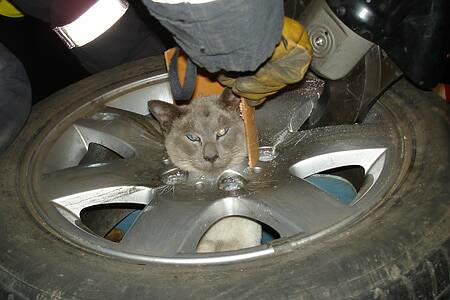 Frank got stuck in a car wheel