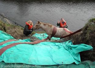 Horse rescued from river
