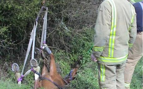 Horse rescued upside down in a ditch
