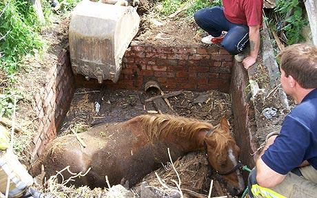 A horse trapped in a slurry pit being rescued by fire crew—Photo: PA
