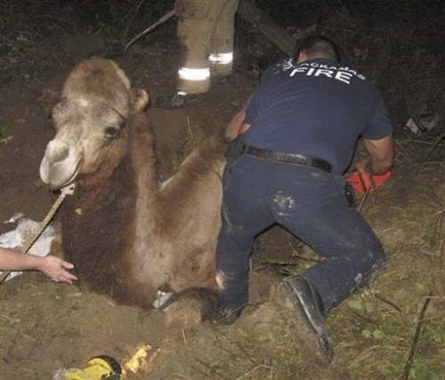 Moses freed by Clackamas County firefighters—AP Photo