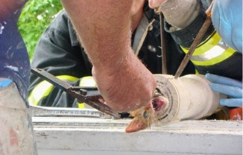 Kitten freed with cutting tools and vegetable oil
