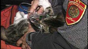 Kitty rescued with oxygen mask