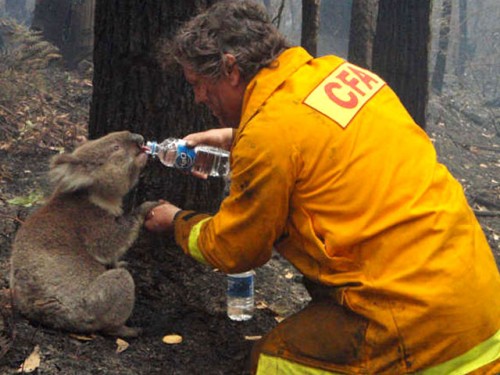 koala-saved-from-aussie-brush-fire