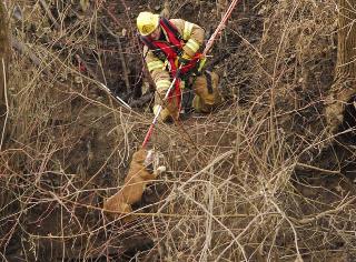 Firefighter Uses Dogcatcher Pole to Rescue Pit