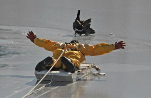 Canada Goose Coaxed Off Ice