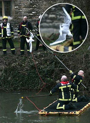 Seagull Rescue