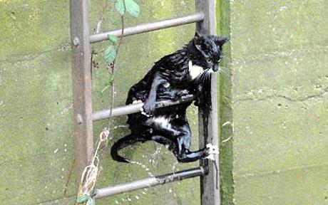 Kitty Self-Rescue