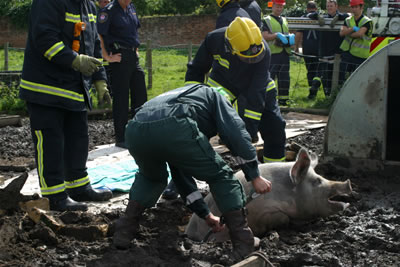 Hampshire Fire and Rescue Service free pig from drain