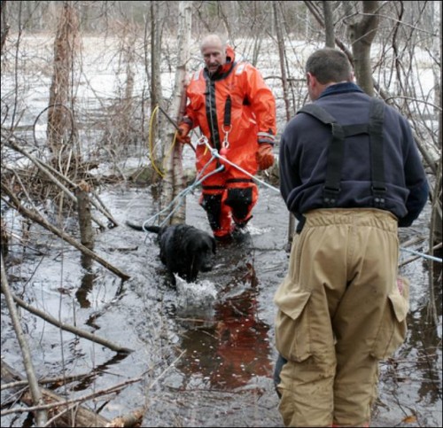Firefighter a black Lab from icy water